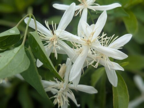 福岡リンパマッサージ