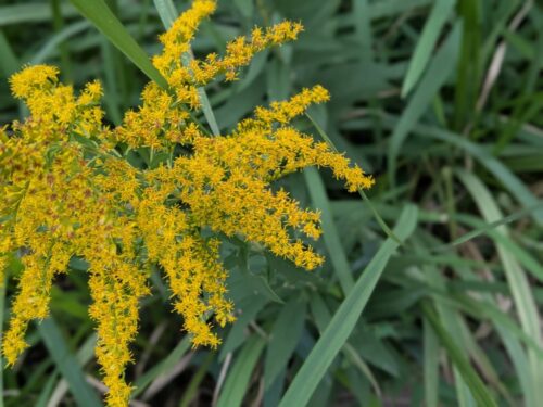 福岡リンパマッサージ