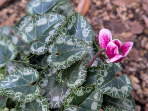 福岡リンパマッサージ