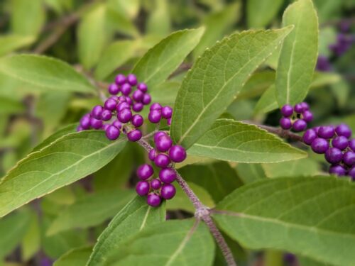 福岡リンパマッサージ