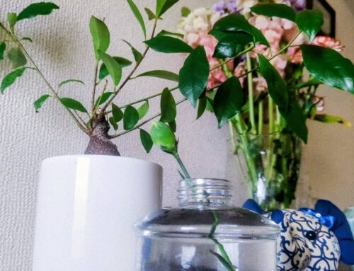 福岡リンパマッサージ月桃