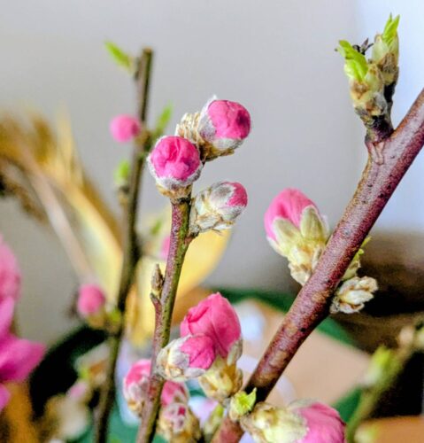 福岡リンパマッサージ月桃