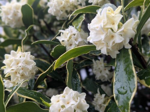 福岡リンパマッサージ月桃